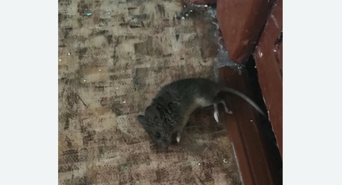 Дезинфекция от мышей в Южном Чертаново города Москвы